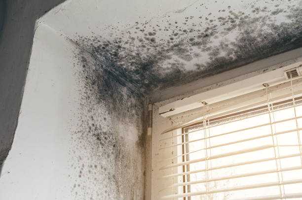 Affordable Black Mold Remediation solutions in Marshall, MI