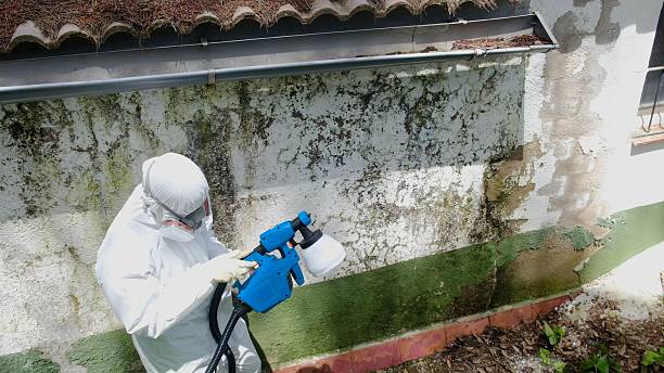 Top rated local Black Mold Remediation specialists in Marshall, MI